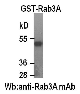 Anti-Rab3A Mouse Monoclonal Antibody, 100 µl (26031), NEBA10122 Anti-Rab3A Mouse Monoclonal Antibody, 100 µl (26031), NEBA10122