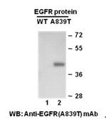 Anti-EGFR (A839T) Mouse Monoclonal Antibody, 100 µl (26117), NEBA10159