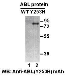 Anti-Abl (Y253H) Mouse Monoclonal Antibody, 100 µl (26154), NEBA10177 Anti-Abl (Y253H) Mouse Monoclonal Antibody, 100 µl (26154), NEBA10177