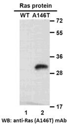 Anti-RAS (A146T) Mouse Monoclonal Antibody, 100 µl (26261), NEBA10202 Anti-RAS (A146T) Mouse Monoclonal Antibody, 100 µl (26261), NEBA10202