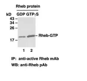 RheB Activation Assay Kit, 30 Assays (81201) NEBB40018