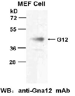 Anti-Gα12 Mouse Monoclonal Antibody, 100 µl (26026), NEBA10118