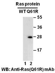 Anti-Ras (Q61R) Mouse Monoclonal Antibody, 100 µl (26192), NEBA10194 Anti-Ras (Q61R) Mouse Monoclonal Antibody, 100 µl (26192), NEBA10194