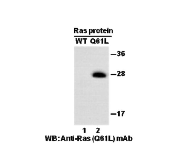 Anti-Ras (Q61L) Mouse Monoclonal Antibody, 100 µl (26193), NEBA10195 Anti-Ras (Q61L) Mouse Monoclonal Antibody, 100 µl (26193), NEBA10195