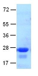 Arf6 Protein Delta12 Q67L mutant, 10 µg (10125) NEBCC0039