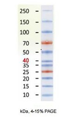 Pre-stained Plus Protein Ladder (10-250kDa), 2 X 250 μl, (MEIP80202), PM80202