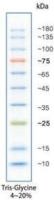 Pre-stained Protein Ladder (10-180kDa), 2x250ul, MEIP80502 Pre-stained Protein Ladder (10-180kDa), 2x250ul, MEIP80502