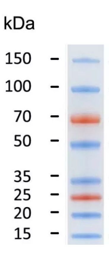 Pre-stained Protein Ladder (15-150kDa), 250 μl, MEIP80101 Pre-stained Protein Ladder (15-150kDa), 250 μl, MEIP80101