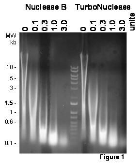 TurboNuclease, Large, 250,000 Units, (N0103L), ACGC80008 TurboNuclease, Large, 250,000 Units, (N0103L), ACGC80008
