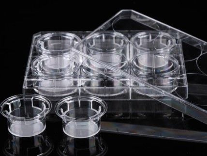 12 Cell Culture Inserts+24 Well Plate, 5 μm, PC Membrane, Non-Treated, Sterile, 12/pk, 120/cs, 725211 12 Cell Culture Inserts+24 Well Plate, 5 μm, PC Membrane, Non-Treated, Sterile, 12/pk, 120/cs, 725211