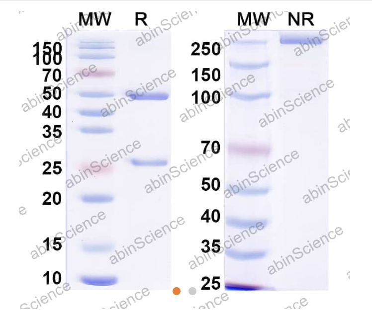 InVivoMAb Anti-RSV/MPV Fusion glycoprotein Neutralizing Antibody (M1C7) (VK421110-1MG) InVivoMAb Anti-RSV/MPV Fusion glycoprotein Neutralizing Antibody (M1C7) (VK421110-1MG)