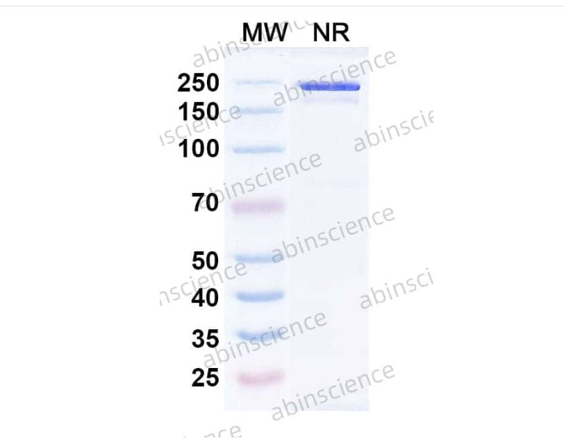 AbinScience InVivoMAb Anti-MPV Prefusion F glycoprotein/Pre-F Antibody (MPV458) (VK430010-1MG)