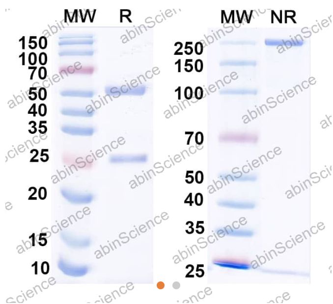AbinScience InVivoMAb Anti-Human Coagulation Factor IX Antibody (10C12) (HF916010-1MG) AbinScience InVivoMAb Anti-Human Coagulation Factor IX Antibody (10C12) (HF916010-1MG)