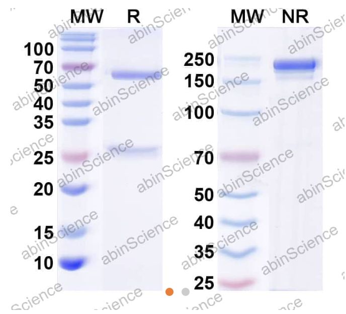AbinScience InVivoMAb Anti-Orthohantavirus puumalaense GP/Envelopment polyprotein Antibody (4G2) (VK646010-50UG) AbinScience InVivoMAb Anti-Orthohantavirus puumalaense GP/Envelopment polyprotein Antibody (4G2) (VK646010-50UG)