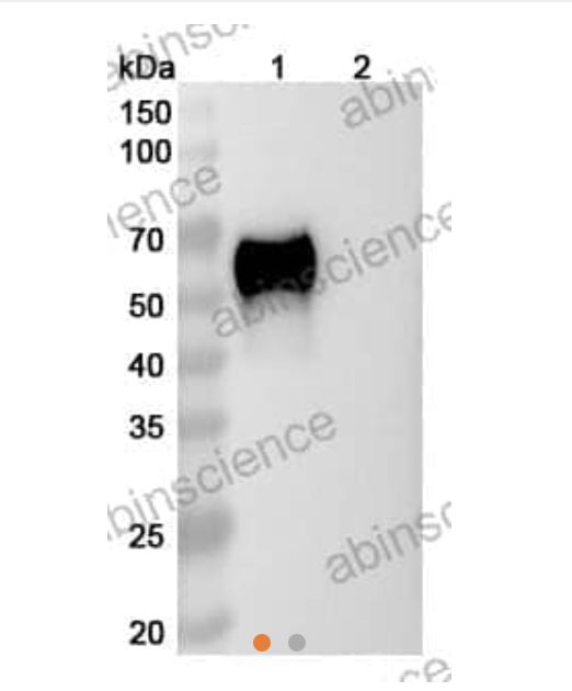 AbinScience InVivoMAb Anti-SARS-CoV-2 NP/Nucleoprotein Antibody (CR3009) (VK805010-1MG) AbinScience InVivoMAb Anti-SARS-CoV-2 NP/Nucleoprotein Antibody (CR3009) (VK805010-1MG)