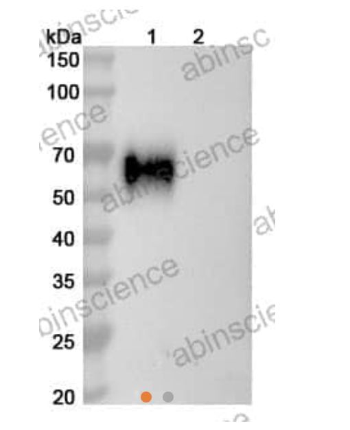 AbinScience InVivoMAb Anti-HCV NS1/gp68/gp70/E2 Antibody (HC84.26) (VK681020-1MG) AbinScience InVivoMAb Anti-HCV NS1/gp68/gp70/E2 Antibody (HC84.26) (VK681020-1MG)