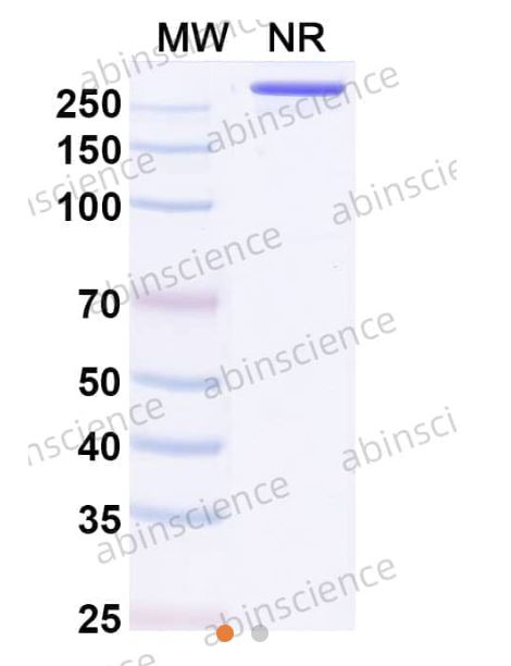 AbinScience InVivoMAb Anti-Influenza A virus(A/Singapore/H2011.447/2011(H3N2)) HA/Hemagglutinin Broadly Neutralizing Antibody (F045-092) (VK515070-1MG) AbinScience InVivoMAb Anti-Influenza A virus(A/Singapore/H2011.447/2011(H3N2)) HA/Hemagglutinin Broadly Neutralizing Antibody (F045-092) (VK515070-1MG)
