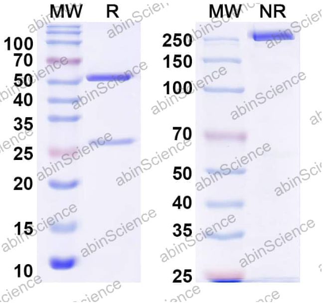AbinScience InVivoMAb Anti-ZIKV Envelope protein E Antibody (Z23) (VK740010-100UG) AbinScience InVivoMAb Anti-ZIKV Envelope protein E Antibody (Z23) (VK740010-100UG)