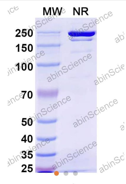 AbinScience InVivoMAb Anti-SARS-CoV-2 RBD (JN.1) Neutralizing Antibody (Iv0221) (VK565110-100UG) AbinScience InVivoMAb Anti-SARS-CoV-2 RBD (JN.1) Neutralizing Antibody (Iv0221) (VK565110-100UG)