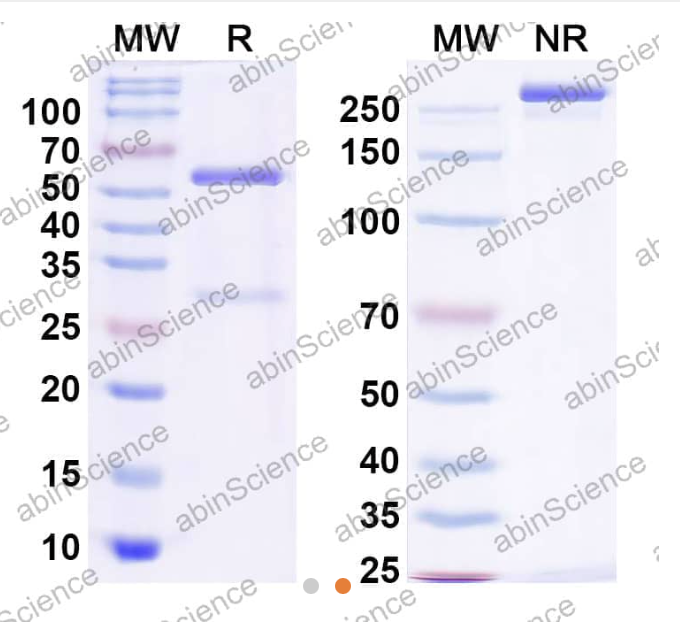 AbinScience InVivoMAb Anti-SARS-CoV-2 RBD (JN.1) Neutralizing Antibody (Iv0222) (VK565120-100UG)