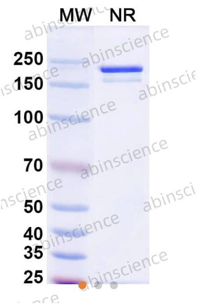 AbinScience InVivoMAb Anti-Human M-CSF R/CD115 Antibody (H27K15) (HY035010-1MG) AbinScience InVivoMAb Anti-Human M-CSF R/CD115 Antibody (H27K15) (HY035010-1MG)