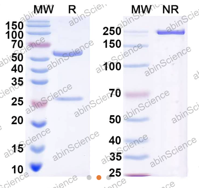 AbinScience InVivoMAb Anti-Rotavirus A/RV-A Outer capsid protein VP4 Antibody (Iv0200) (VK676020-100UG)