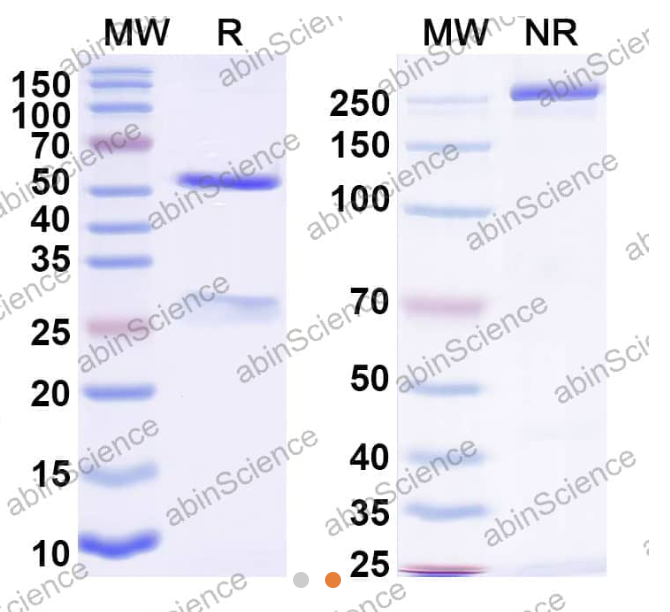 AbinScience InVivoMAb Anti-Nipah virus/NiV Glycoprotein G Antibody (nAH1.3) (VK631010-1MG)