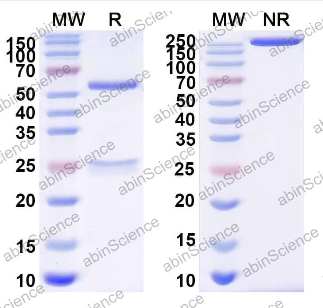 AbinScience InVivoMAb Anti-ZEBOV GP/Envelope glycoprotein Antibody (6D8) (VK623040-50UG)