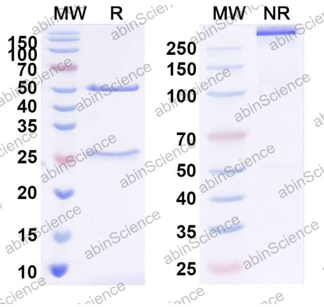 AbinScience InVivoMAb Anti-ZEBOV GP/Envelope glycoprotein Antibody (Iv0195) (VK623010-1MG)