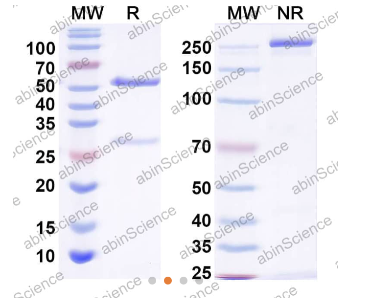 AbinScience InVivoMAb Anti-SARS-CoV-2 S2 Protein Antibody (CC40.8) (VK749010-1MG)
