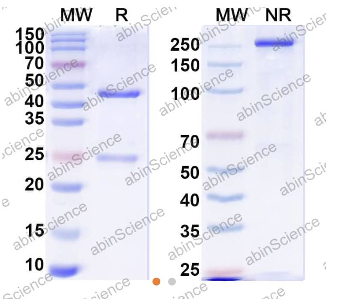 AbinScience InVivoMAb Anti-RSV G/Major surface glycoprotein G Antibody (3G12) (VK562030-50UG)