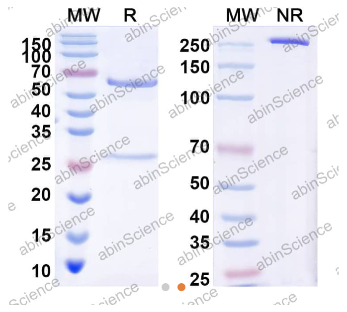 AbinScience InVivoMAb Anti-RSV G/Major surface glycoprotein G Antibody (CB002.5) (VK562010-1MG)