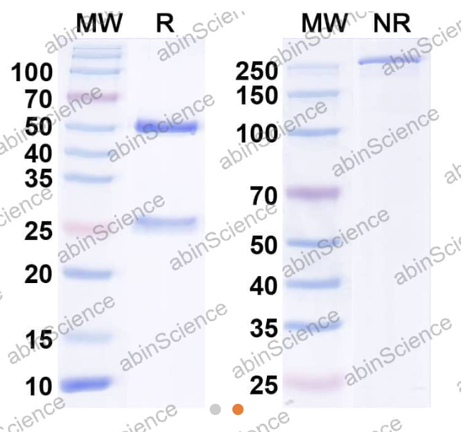 Abin Science InVivoMAb Anti-HERV-W env/ERVW-1 Antibody (Iv0167) (HP406010-1MG)
