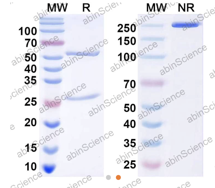 AbinScience InVivoMAb Anti-Human Gremlin Antibody (Iv0131) (HT246010-1MG)