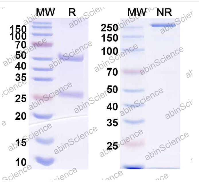AbinScience InVivoMAb Anti-MERS-CoV RBD Antibody (m336) (VK800050-50UG) AbinScience InVivoMAb Anti-MERS-CoV RBD Antibody (m336) (VK800050-50UG)