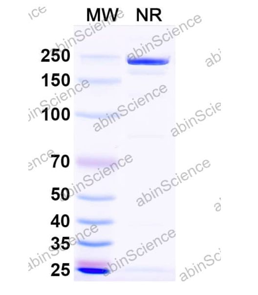 AbinScience InVivoMAb Anti-Influenza A virus Neuraminidase/NA Antibody (1G01) (VK496010-1MG)