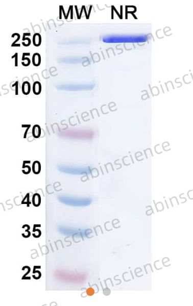AbinScience InVivoMAb Anti-DENV-2 Envelope protein E/EDIII Antibody (Iv0124) (VK589010-1MG)