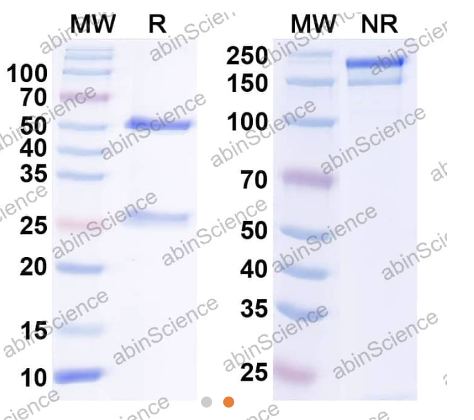 AbinScience InVivoMAb Anti-Human FCRL5 Antibody (Iv0127) (HV698010-50UG)
