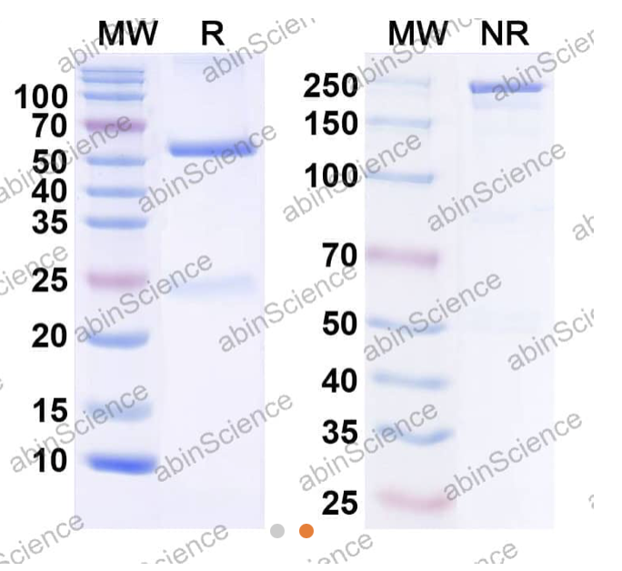 AbinScience InVivoMAb Anti-Human Fibroblast activation protein alpha/FAP Antibody (Iv0096) (HC440010-1MG)