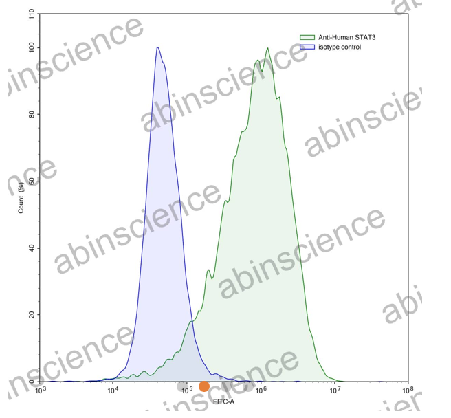 AbinScience InVivoMAb Anti-Human STAT3 Antibody (Iv0126) (HW708010-100UG)