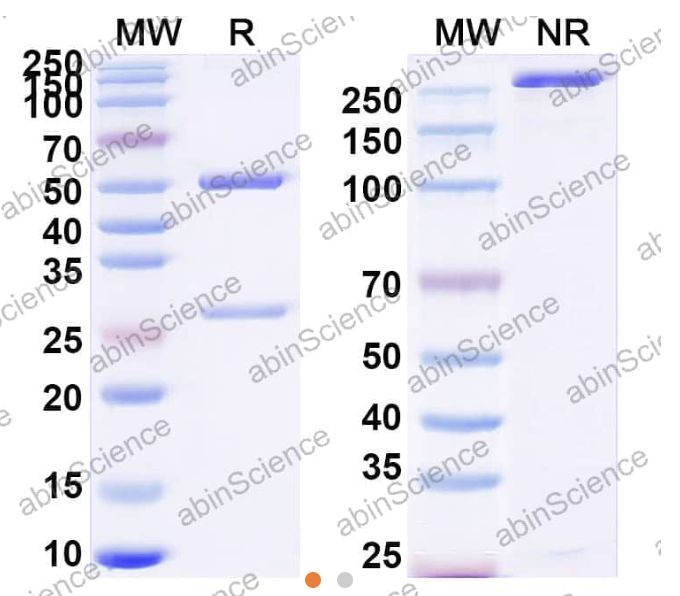 AbinScience InVivoMAb Anti-RSV F/F protein Antibody (54G10) (VK421010-50UG)