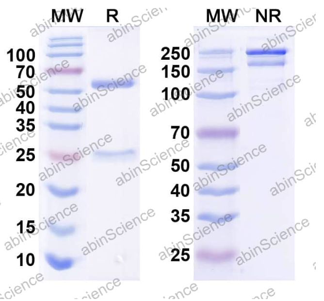 AbinScience InVivoMAb Anti-Human CXCL12/SDF-1 beta Antibody (Iv0090) (HW376010-1MG)