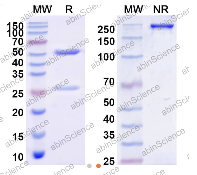 AbinScience InVivoMAb Anti-HIV-1 gp140/Env Trimer Broadly Neutralizing Antibody (Iv0111) (VK617030-100UG)