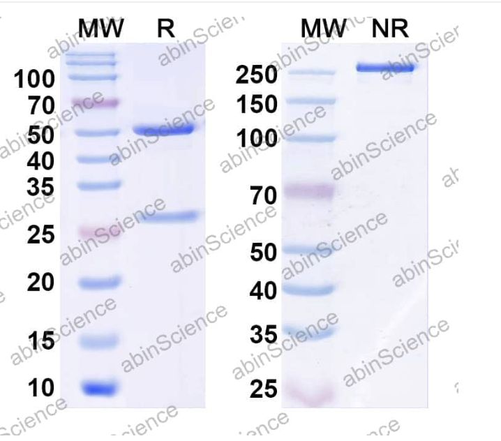 AbinScience InVivoMAb Anti-Human Coagulation Factor II/Thrombin Antibody (Iv0119) (HF621010-100UG)