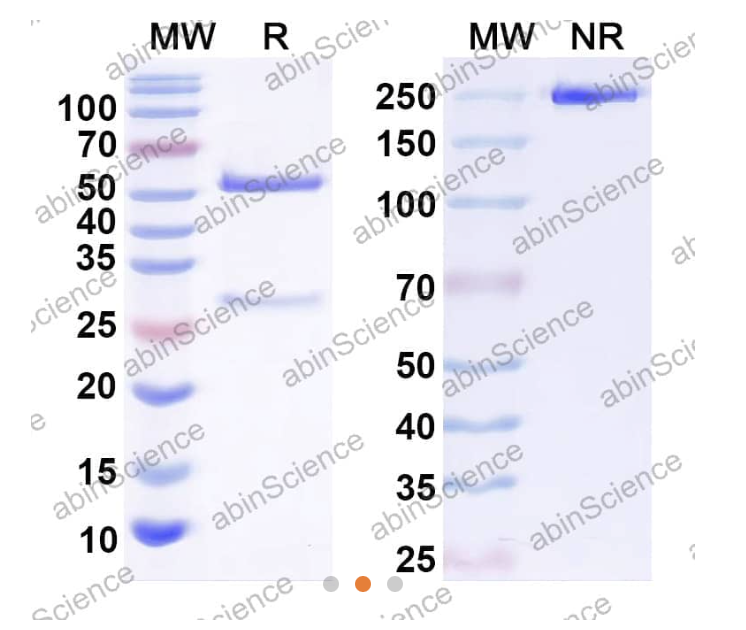 AbinScience InVivoMAb Anti-Human CXCL10/IP-10/CRG-2 Antibody (Iv0088) (HY524010-1MG)