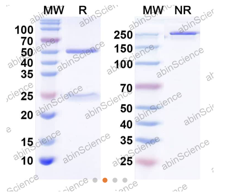 AbinScience InVivoMAb Anti-Human CX3CL1/Fractalkine Antibody (Iv0091) (HX143010-100UG)