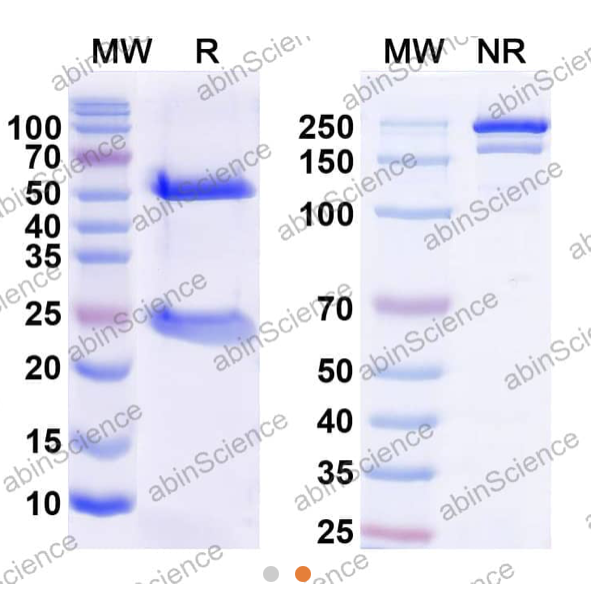 AbinScience InVivoMAb Anti-Human IL-12/IL-23 p40 Antibody (Iv0026) (HB769010-1MG)