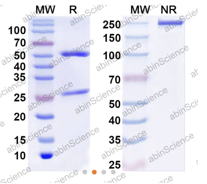 AbinScience InVivoMAb Anti-Human IFN-gamma Antibody (Iv0049) (HF813010-1MG)
