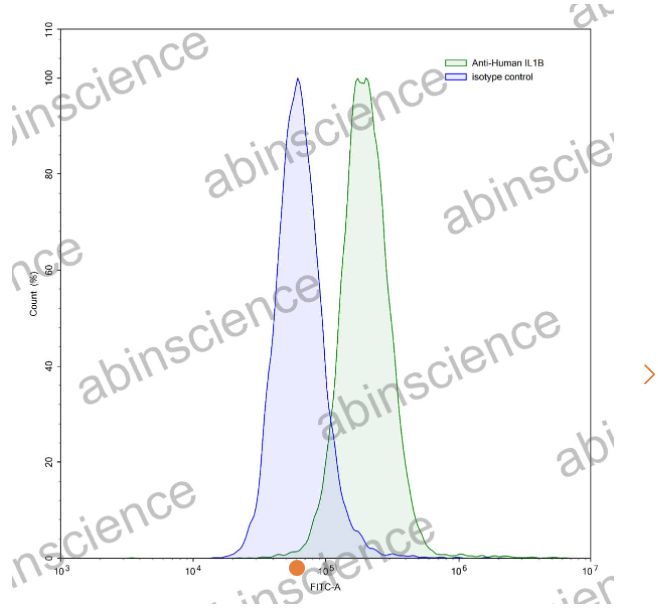 AbinScience InVivoMAb Anti-Human IL-1 beta/IL-1F2 Antibody (Iv0019) (HF943010-1MG)