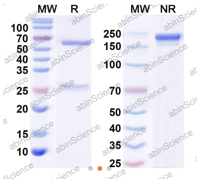 AbinScience InVivoMAb Anti-Human 4-1BB Ligand/TNFSF9 Antibody (Iv0099) (HC336010-50UG)